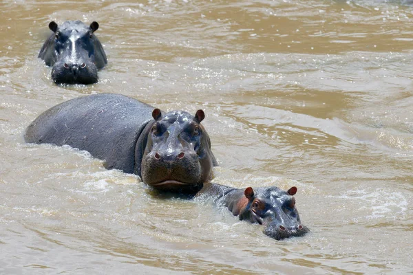 Hippo familie (Hippopotamus amphibius) — Stockfoto