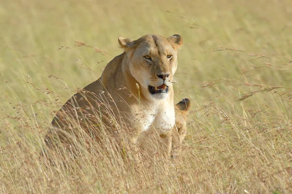 Lion in National park of Kenya — Stock Photo, Image