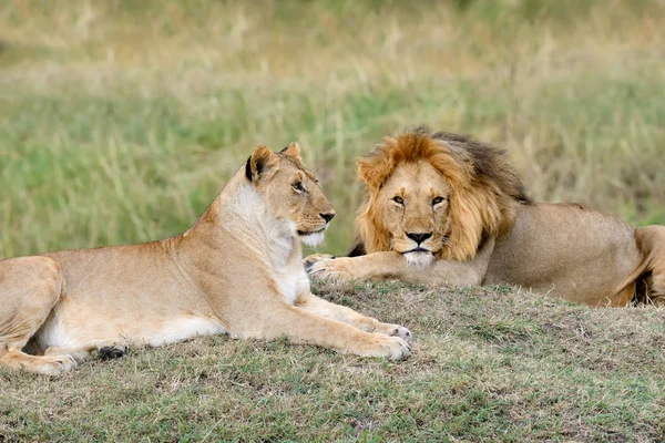 Λιοντάρι στο εθνικό πάρκο της Κένυας — Φωτογραφία Αρχείου