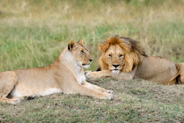 Lion in National park of Kenya — Stock Photo, Image