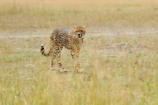 Vilda afrikanska gepard — Stockfoto