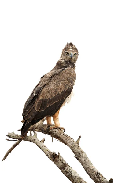 Águia Tawny (Aquila rapax) sentada em uma árvore de galhos — Fotografia de Stock