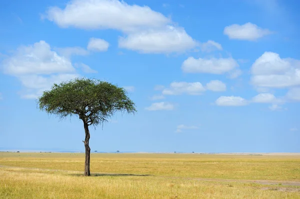 Paisagem com árvore na África — Fotografia de Stock