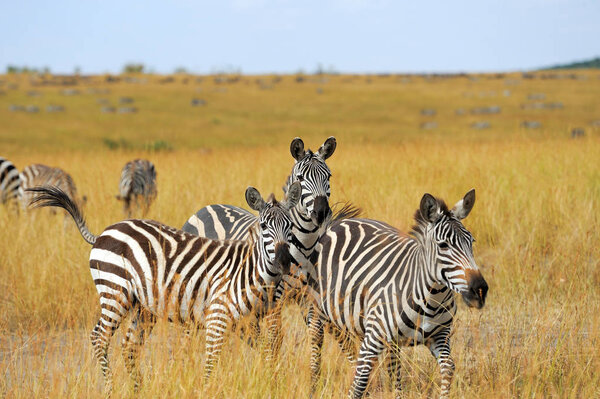 Zebra on grassland in Africa, National park of Kenya