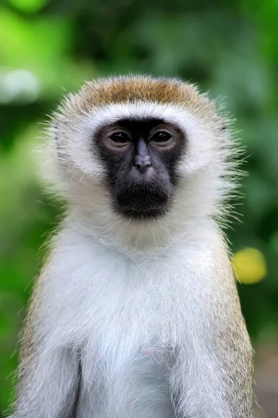 Mono vervet en el parque nacional de Kenia — Foto de Stock
