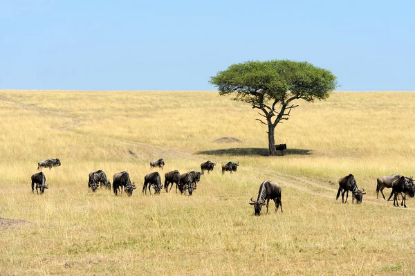 El ñus en el Parque Nacional de África — Foto de Stock