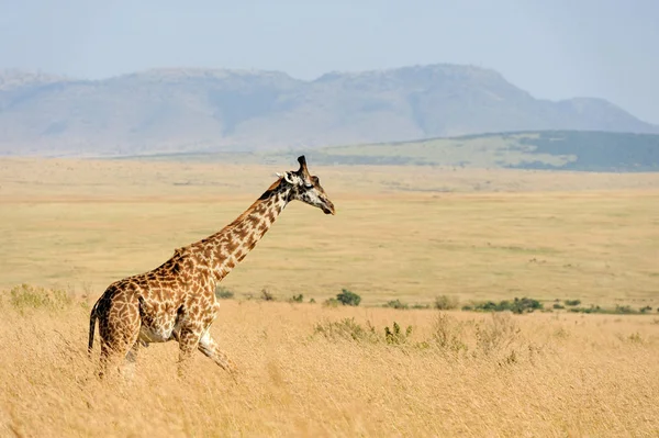 Giraffa nel Parco Nazionale del Kenya — Foto Stock