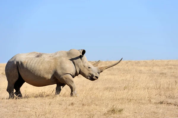 Afrikanisches Breitnashorn — Stockfoto