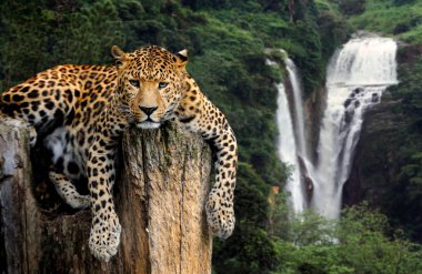 Şelale arka plan üzerinde leopar