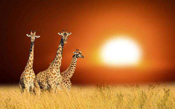 Three giraffes on a background sunset in National park of Kenya, Africa