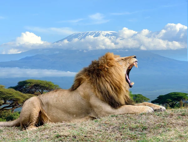 Лев на фоне горы Килиманджаро в Национальном парке Кении — стоковое фото