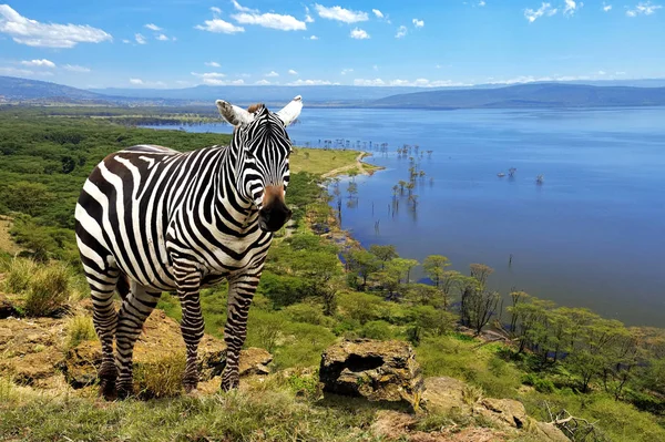 Зебра в Национальном парке Кении — стоковое фото