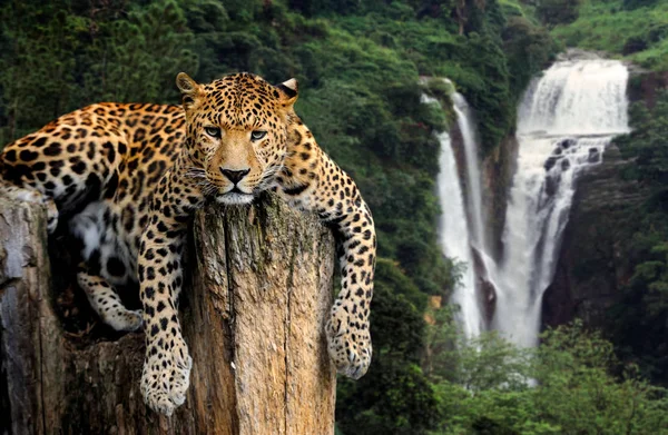 Leopardo su fondo cascata — Foto Stock