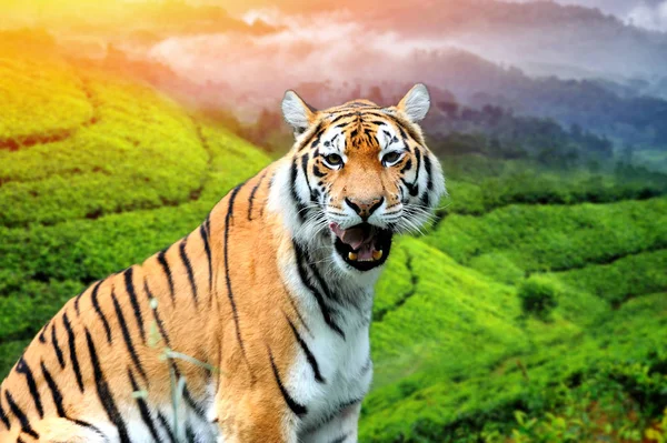 Тигр на фоне чайных плантаций — стоковое фото