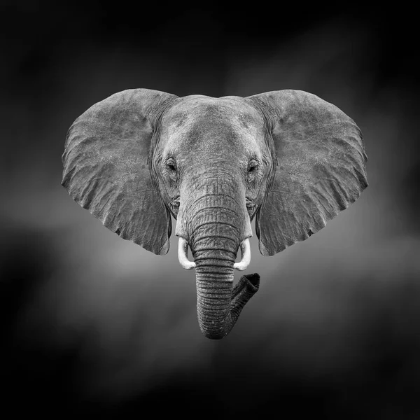 Zwart-wit beeld van een olifant — Stockfoto