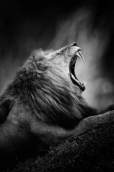Black and white image of a lion — Stock Photo, Image