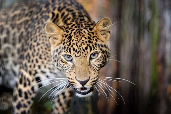 Leopardo in natura — Foto Stock