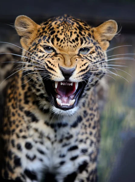 Leopardo en la naturaleza — Foto de Stock