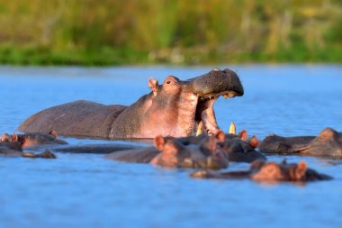 Su aygırı aile (su aygırı amphibius)