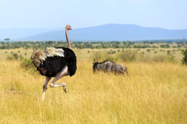 Afrika devekuşu (struthio camelus)