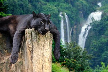 Şelale arka plan üzerinde siyah leopar