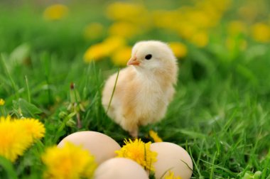 Bir çim üzerinde küçük tavuk