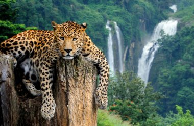 Şelale arka plan üzerinde leopar