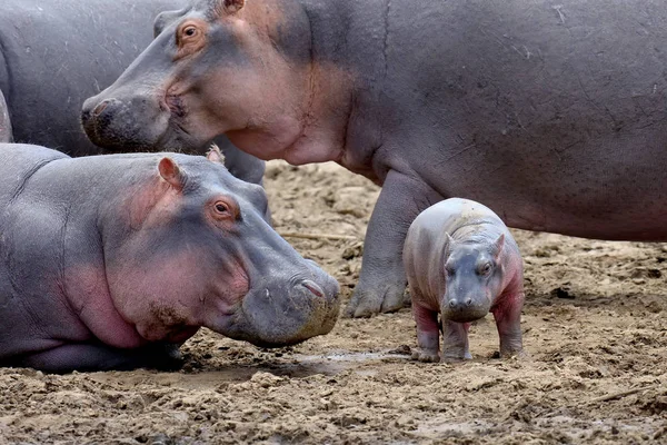 Familia Hippo (Hippopotamus amphibius ) — Foto de Stock