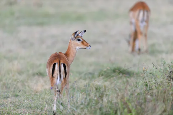 Impala på savannen i Afrika — Stockfoto