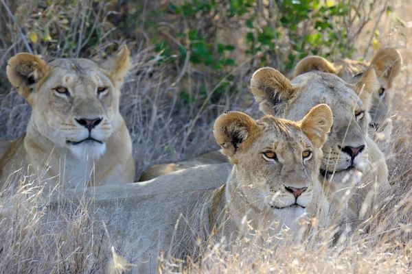 ケニアの国立公園のライオン — ストック写真