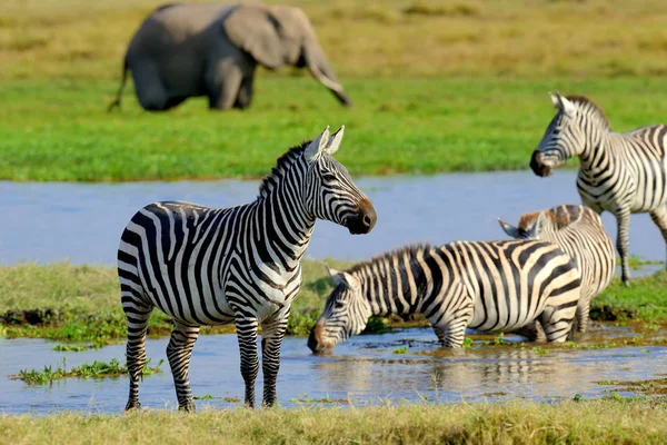 Zebra na loukách v Africe — Stock fotografie