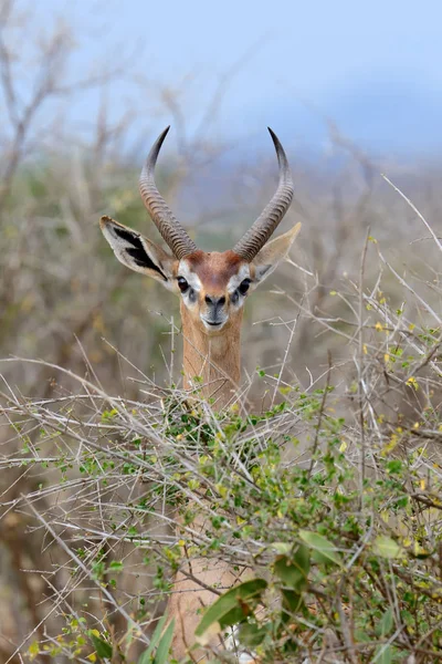 Gerenuk w Parku Narodowego Kenii — Zdjęcie stockowe
