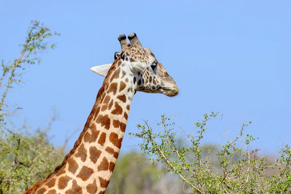 Girafa no parque nacional do Quênia — Fotografia de Stock