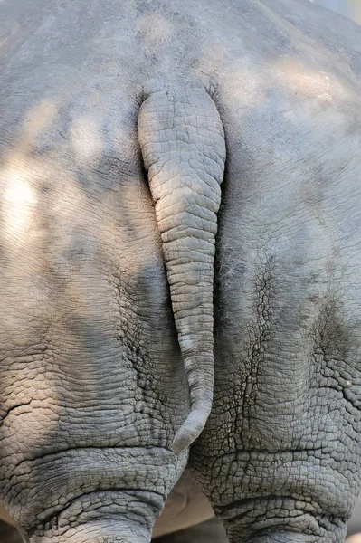 Úzké nosorožec ocas — Stock fotografie