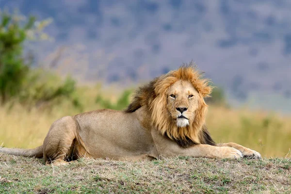 Lion National park i Kenya — Stockfoto