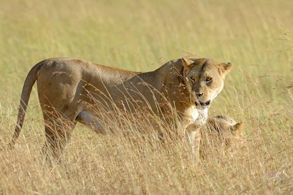 狮子在肯尼亚国家公园 — 图库照片