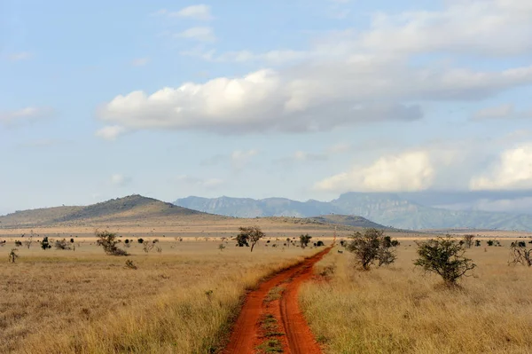 Paesaggio della savana nel parco nazionale di kenya — Foto Stock