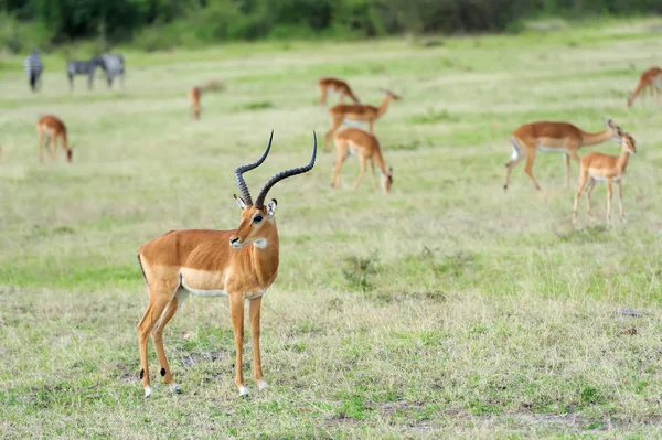 Impala Afrika savana üzerinde — Stok fotoğraf