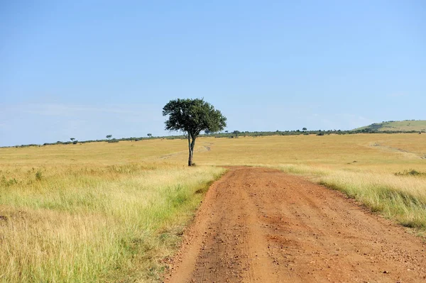Τοπίο με δέντρο στην Αφρική — Φωτογραφία Αρχείου
