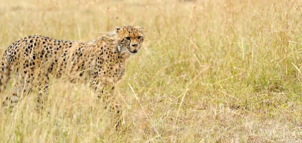 Dzikich afrykańskich gepard — Zdjęcie stockowe