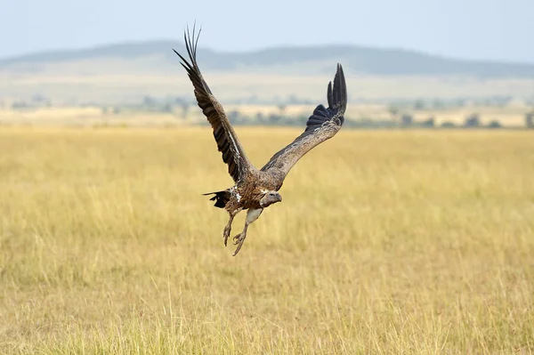 Geierfliege. Masai Mara Nationalpark — Stockfoto