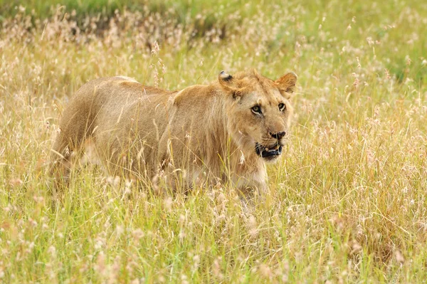 León en el Parque Nacional de Kenia —  Fotos de Stock