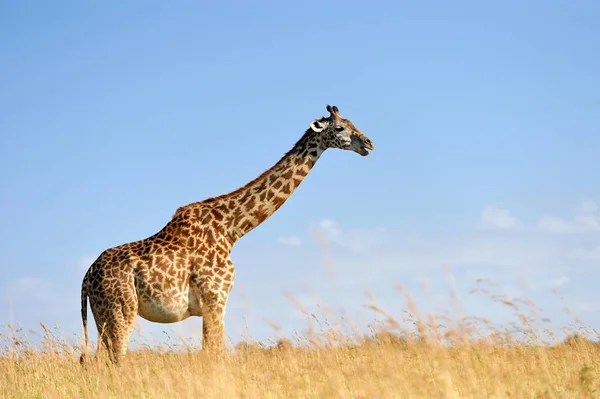 Jirafa en el Parque Nacional de Kenia — Foto de Stock