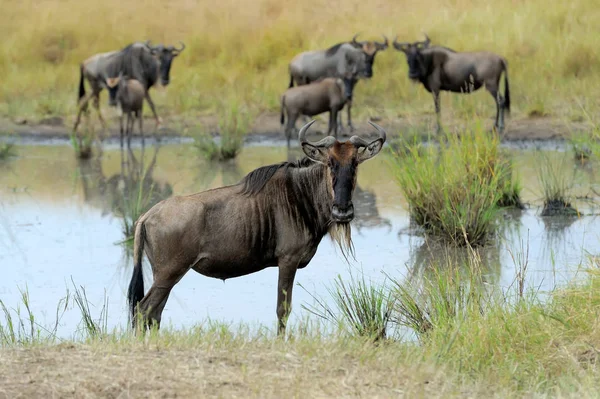 Wildebeest no Parque Nacional da África — Fotografia de Stock