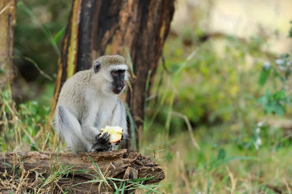 在肯尼亚国家公园黑长尾猴 — 图库照片