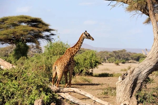 Giraffe in nationaal park van Kenia — Stockfoto