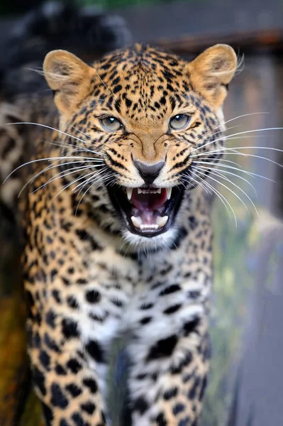 Leopardo na natureza — Fotografia de Stock