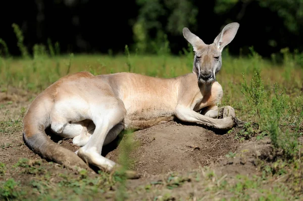 Canguru jovem em um habitat natural — Fotografia de Stock