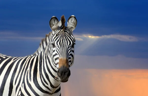 Zebra på gräsmark i Afrika — Stockfoto