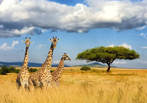 Giraff i National park i Kenya — Stockfoto